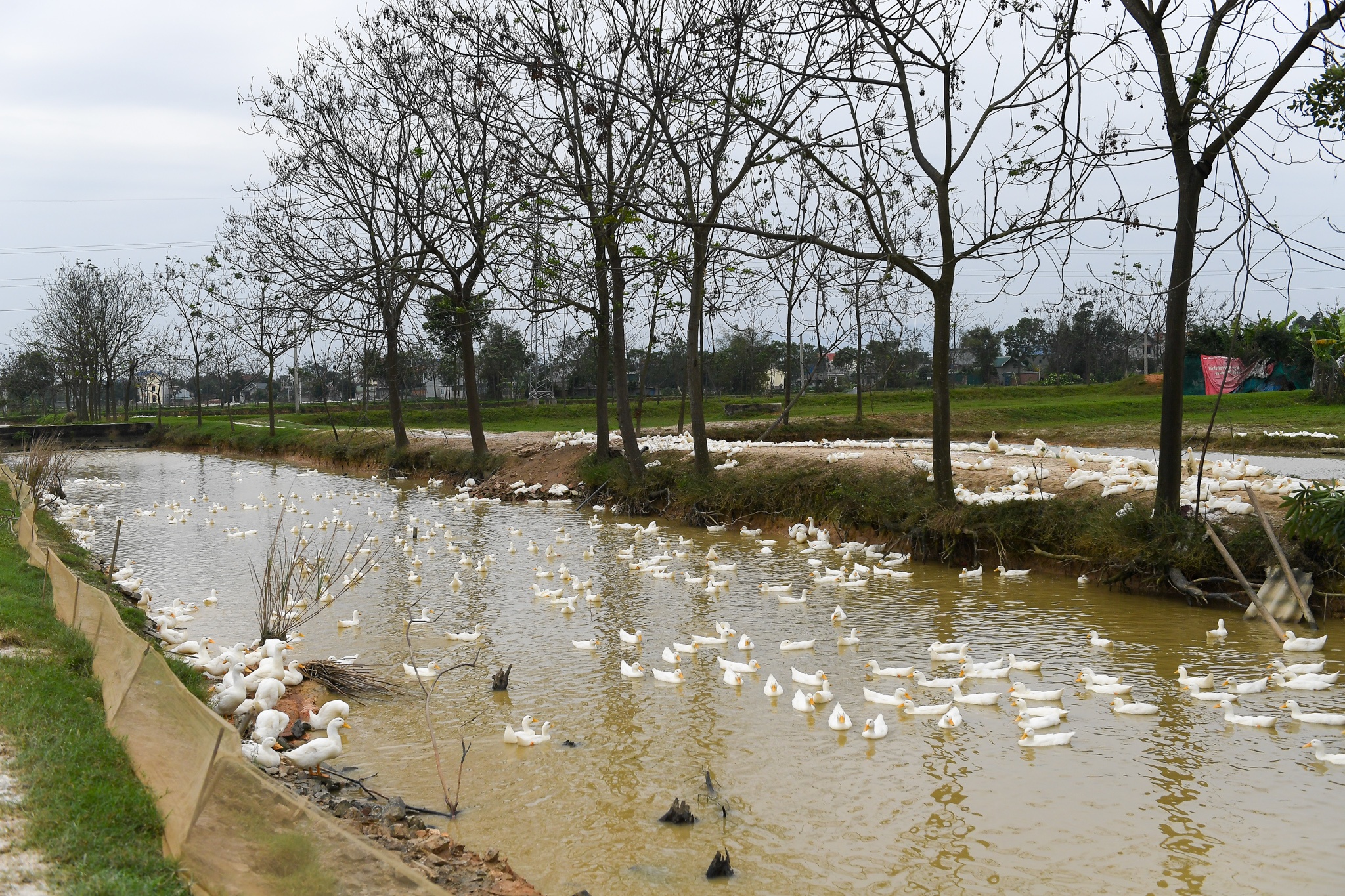 dich cum A/H5N6 anh 9