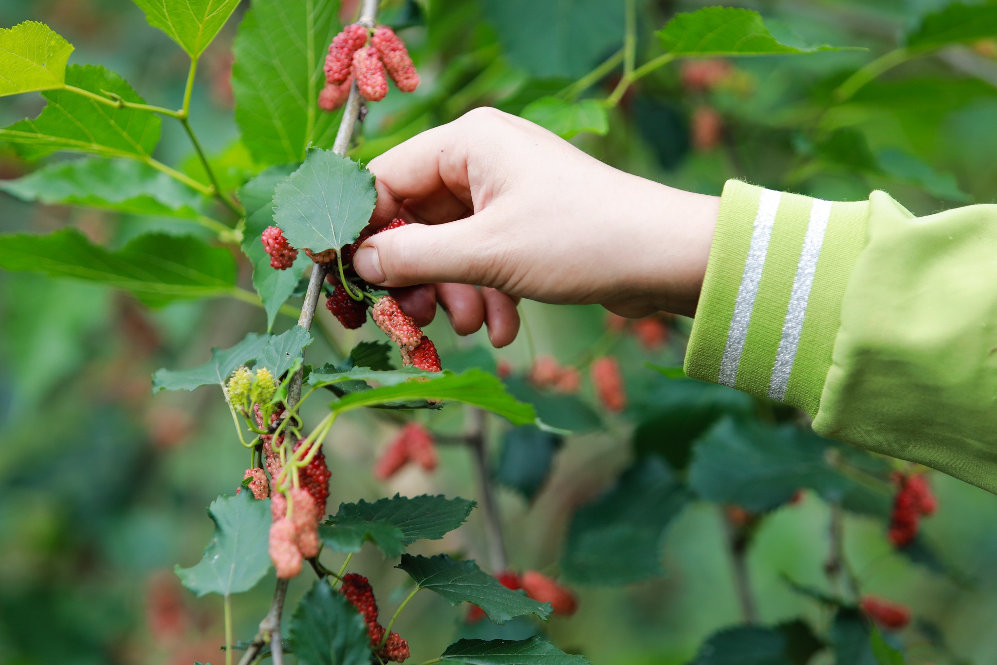 giao vien danh ca cam cu covid-19 anh 10