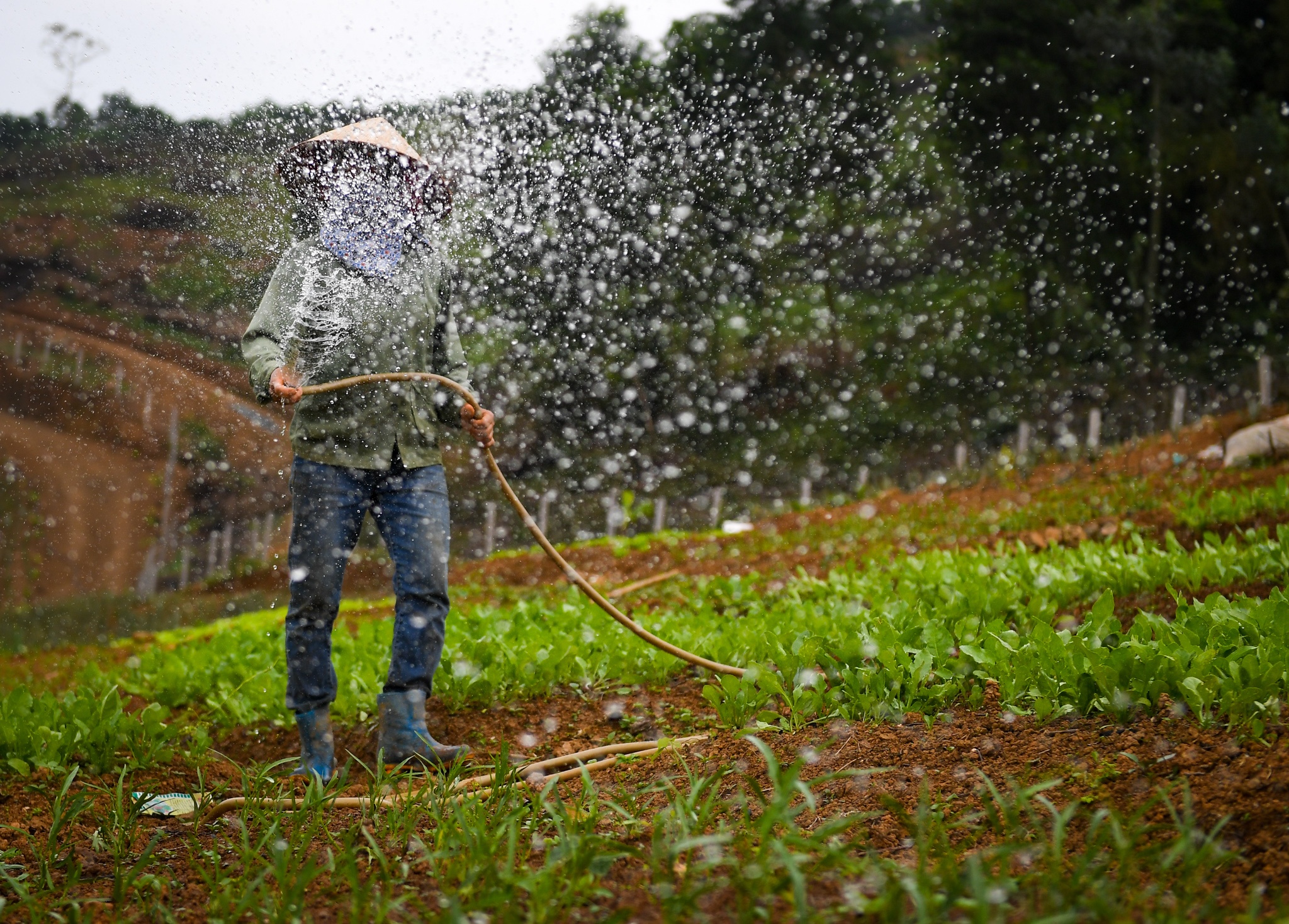 giao vien danh ca cam cu covid-19 anh 11