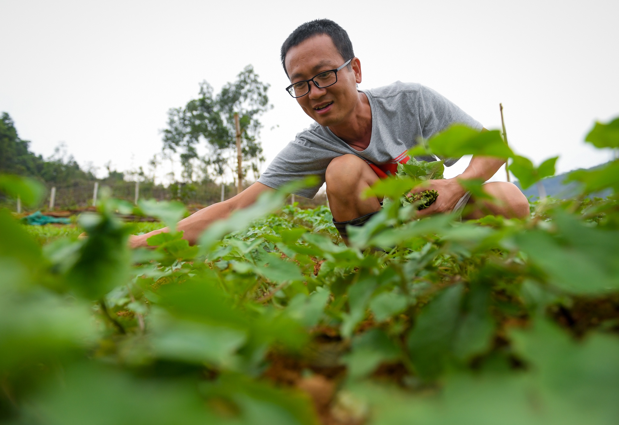 giao vien danh ca cam cu covid-19 anh 2