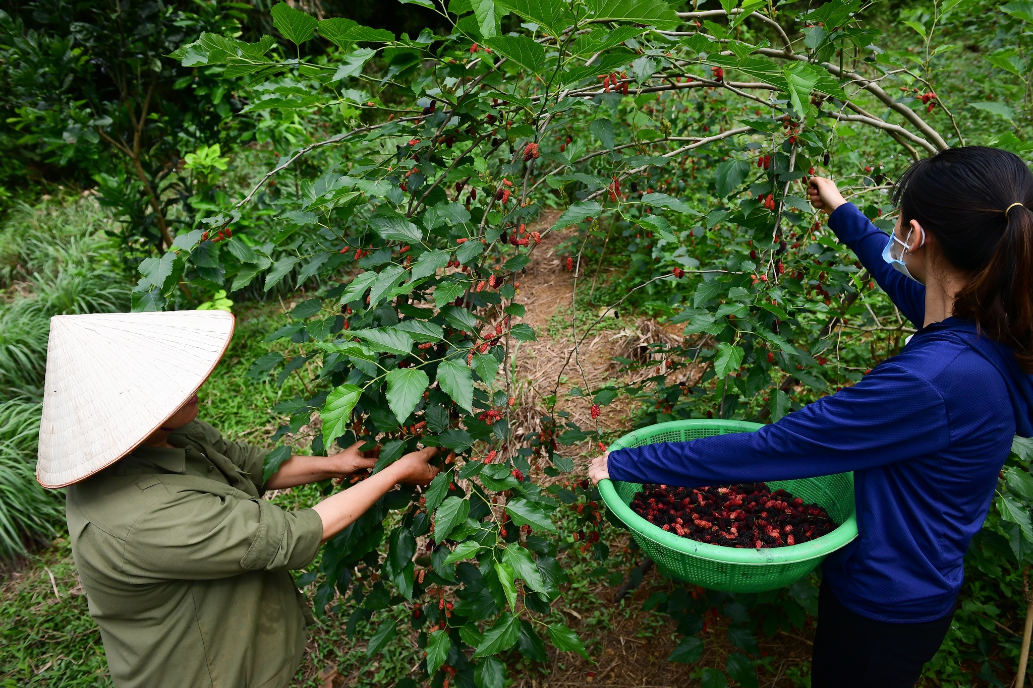 giao vien danh ca cam cu covid-19 anh 9