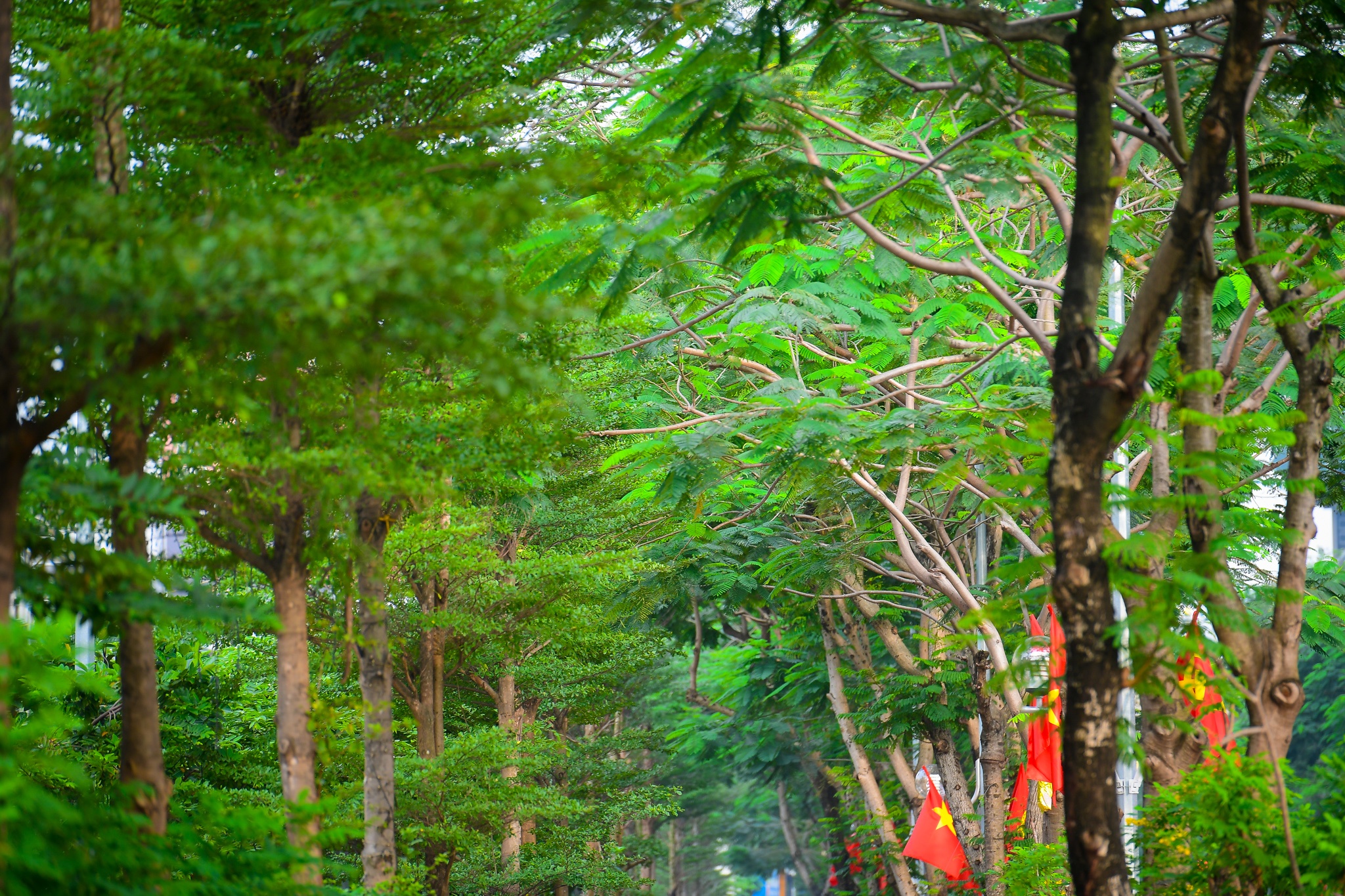 tuyen duong di bo rop bong cay xanh anh 2