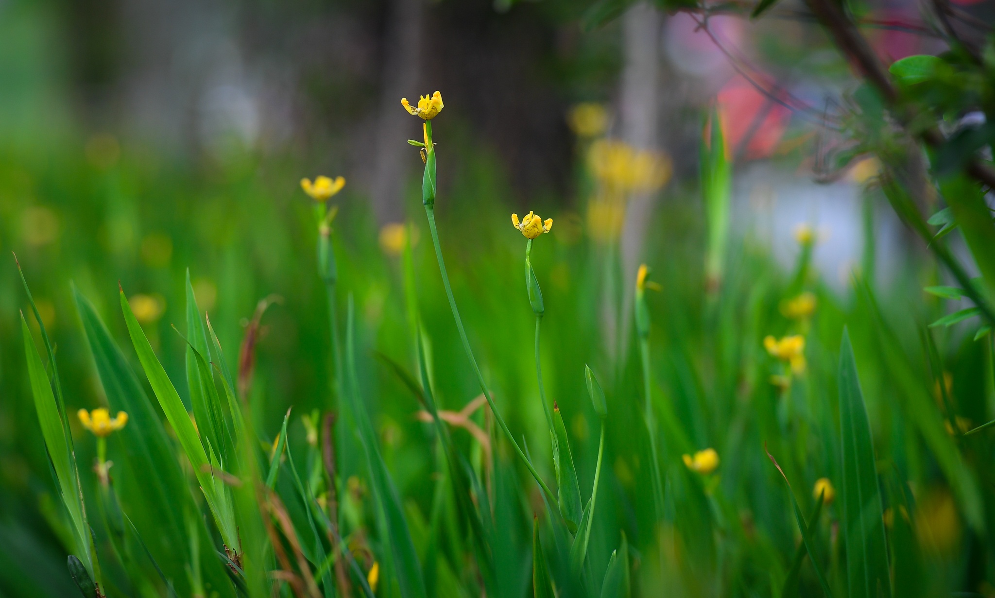 tuyen duong di bo rop bong cay xanh anh 3
