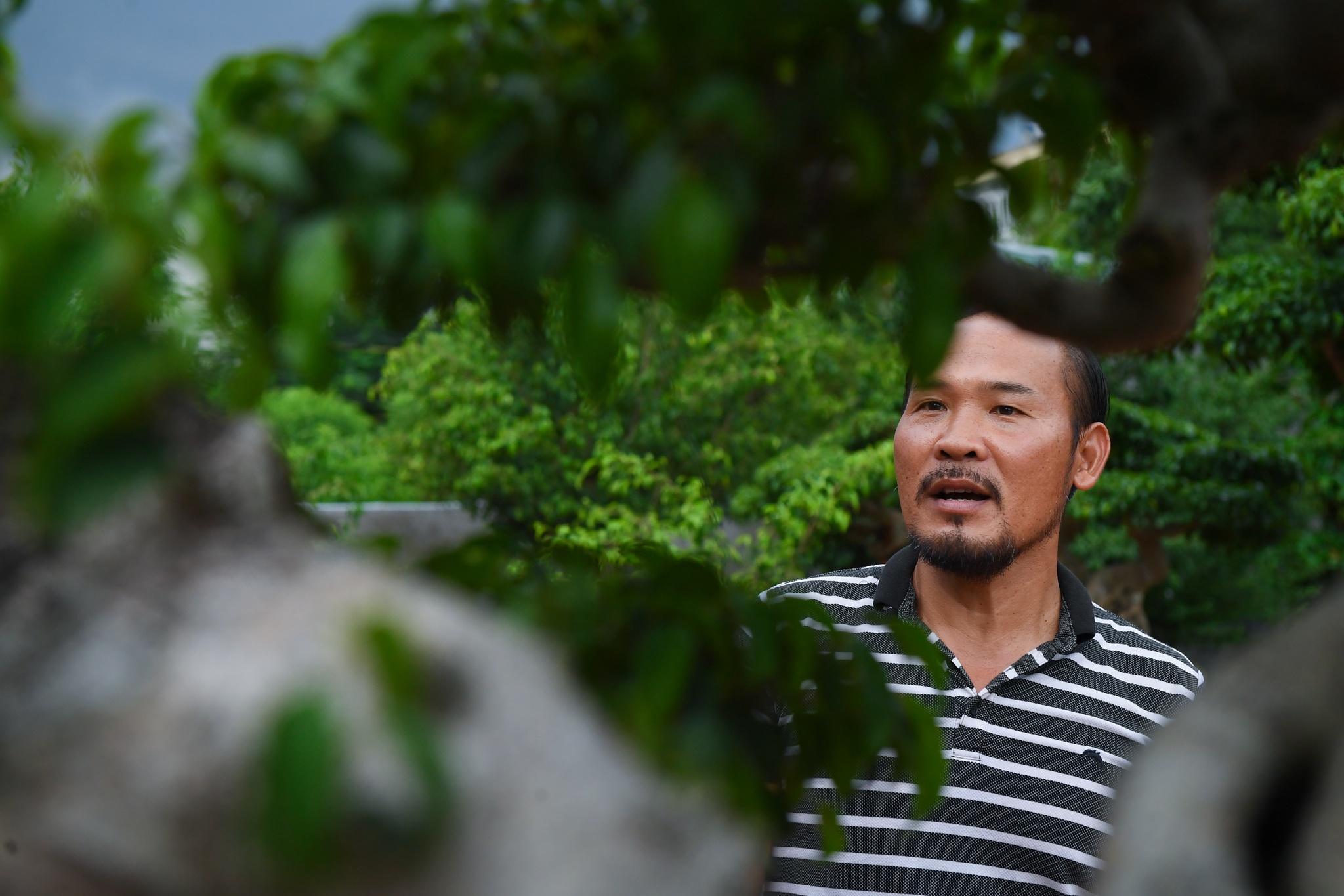 cay sanh co gia hang chuc ty dong anh 10