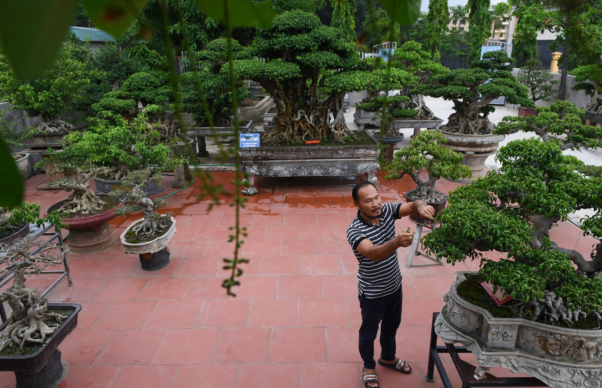 cay sanh co gia hang chuc ty dong anh 1