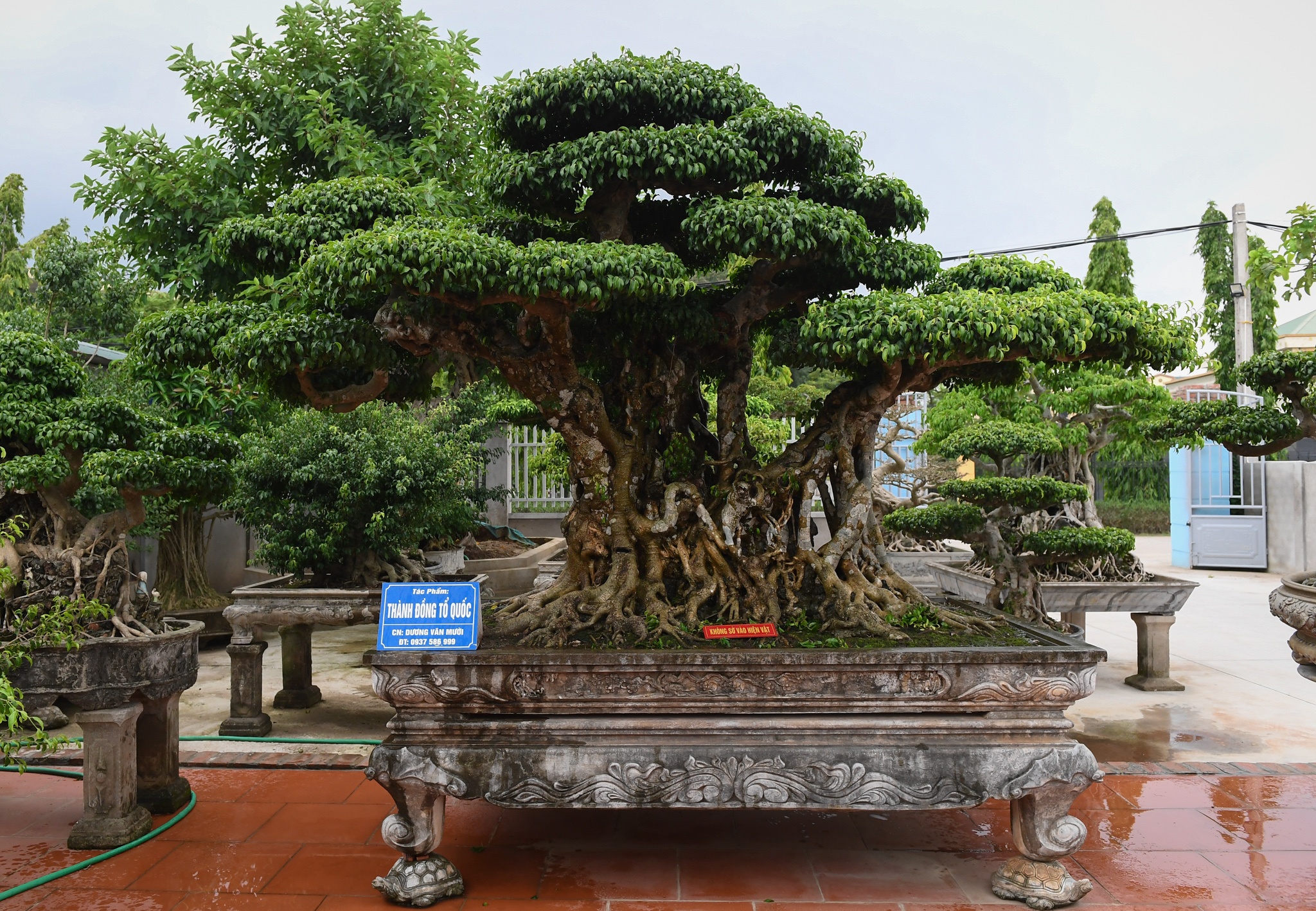 cay sanh co gia hang chuc ty dong anh 2