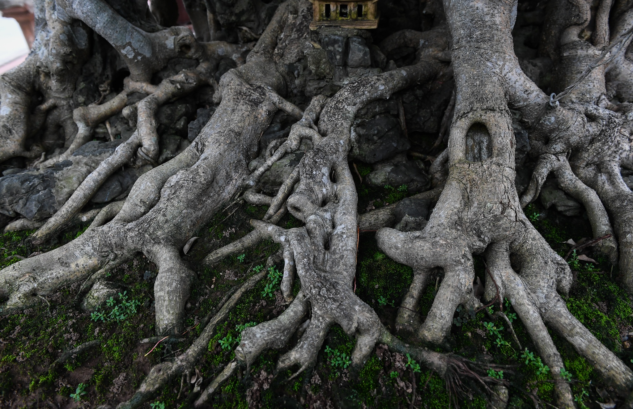 cay sanh co gia hang chuc ty dong anh 3