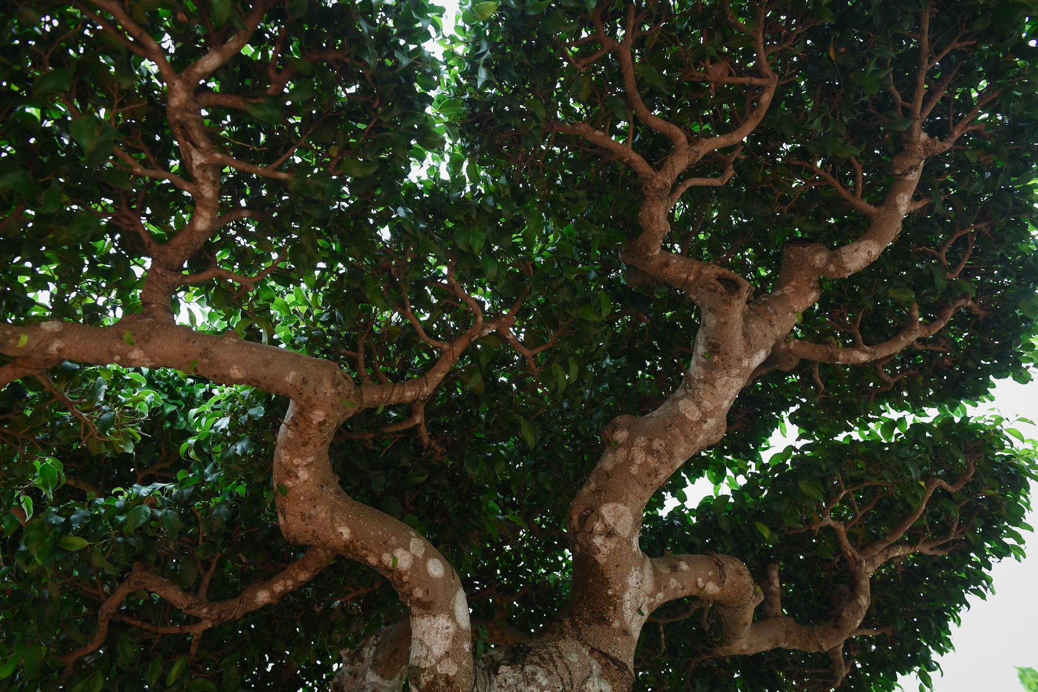 cay sanh co gia hang chuc ty dong anh 5