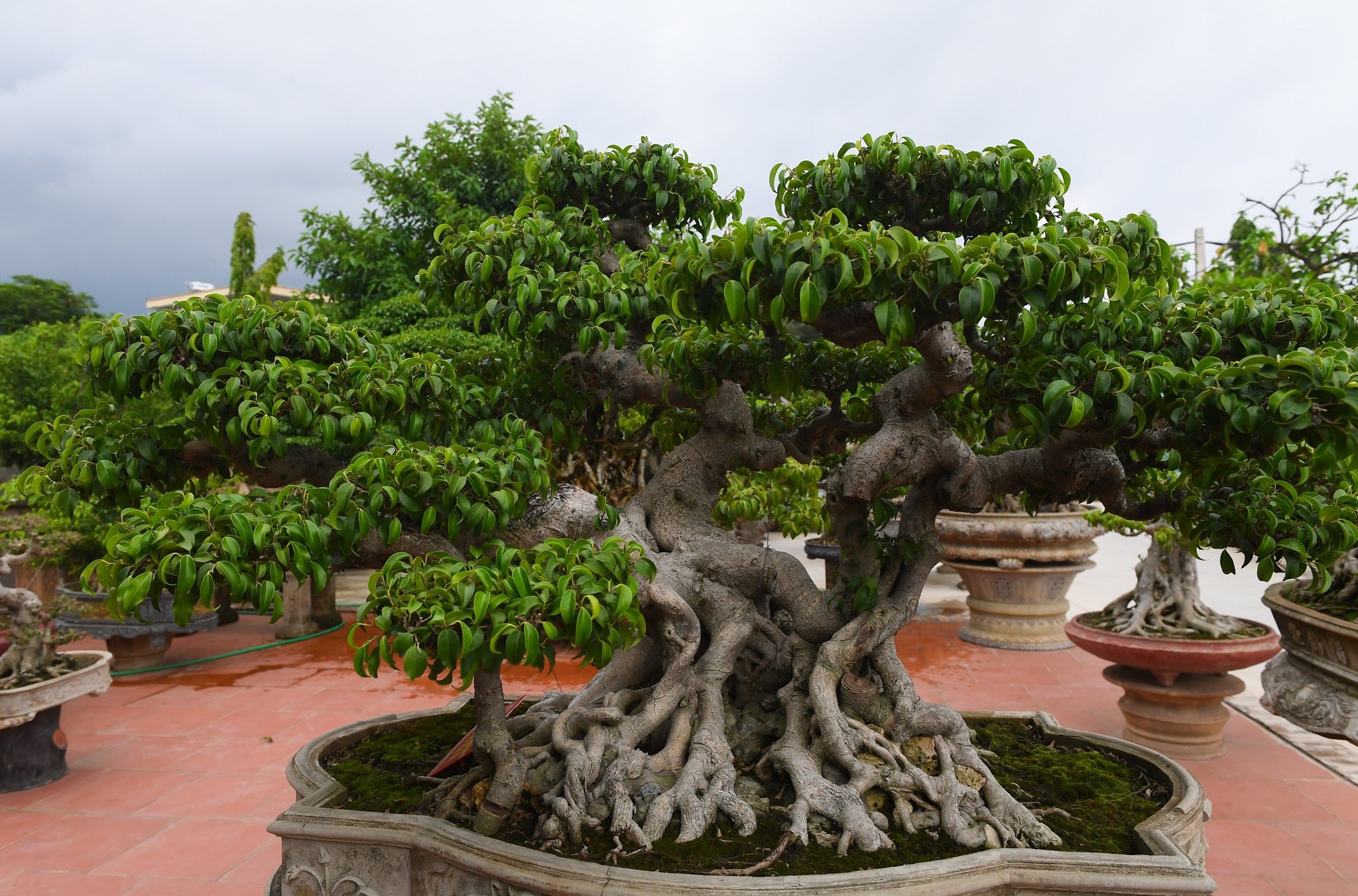 cay sanh co gia hang chuc ty dong anh 7