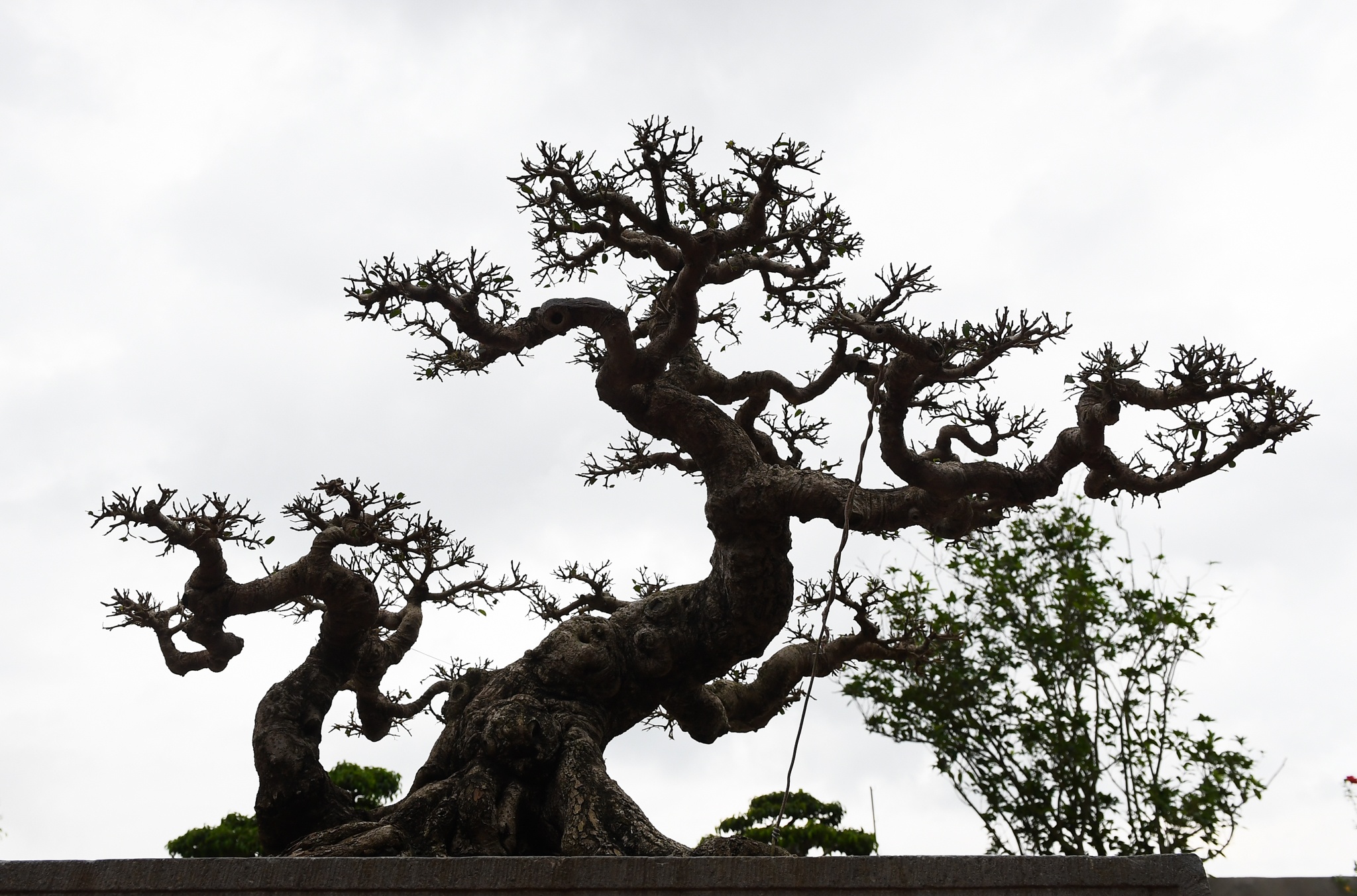 cay sanh co gia hang chuc ty dong anh 8