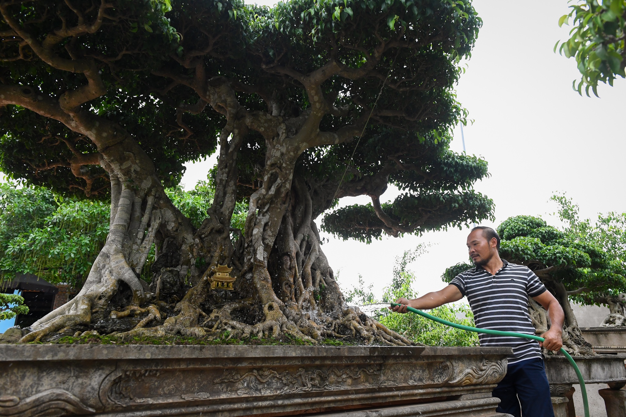 Cay sanh 200 nam tuoi o Ha Noi hinh anh
