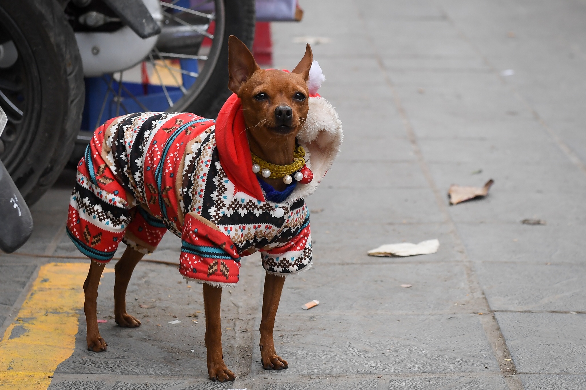 mac ao ret cho thu cung anh 3