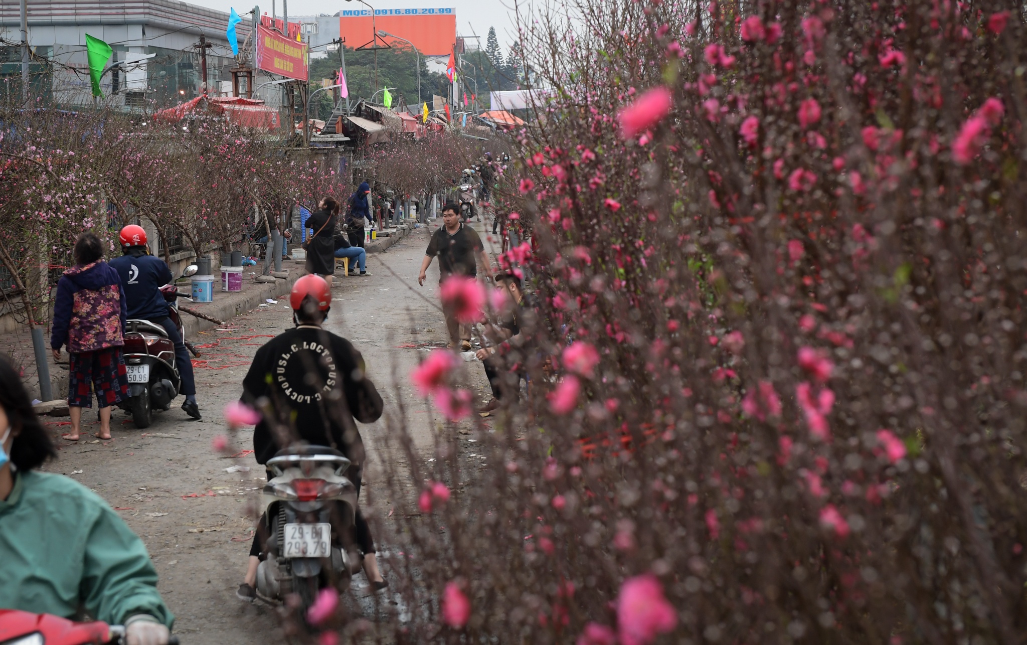 Dao Nhat Tan tang gia anh 1