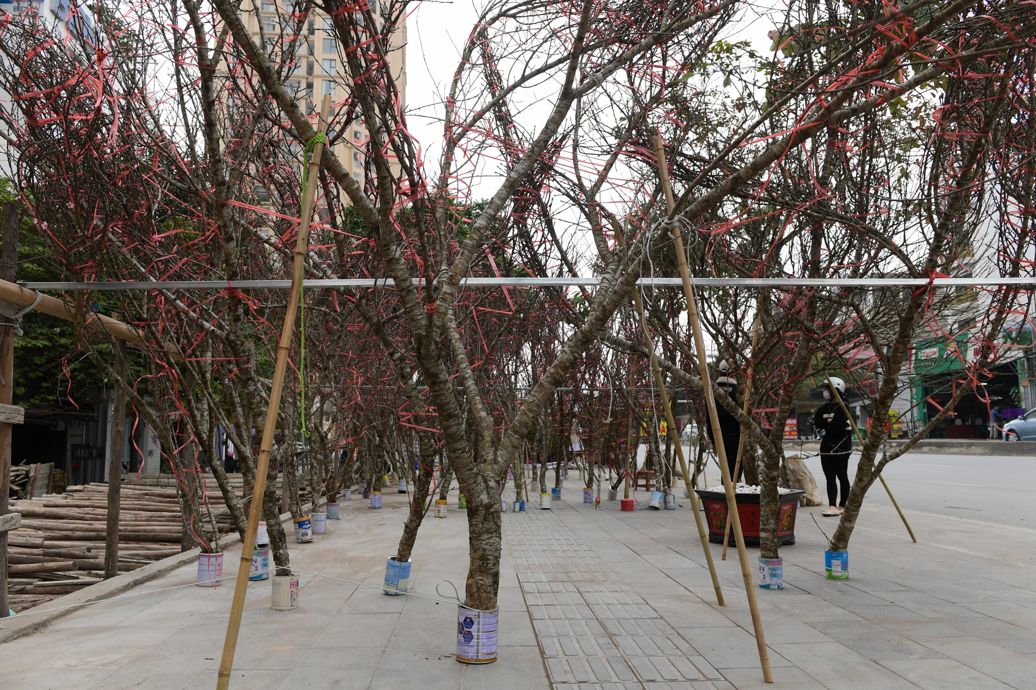 Dao Nhat Tan tang gia anh 5