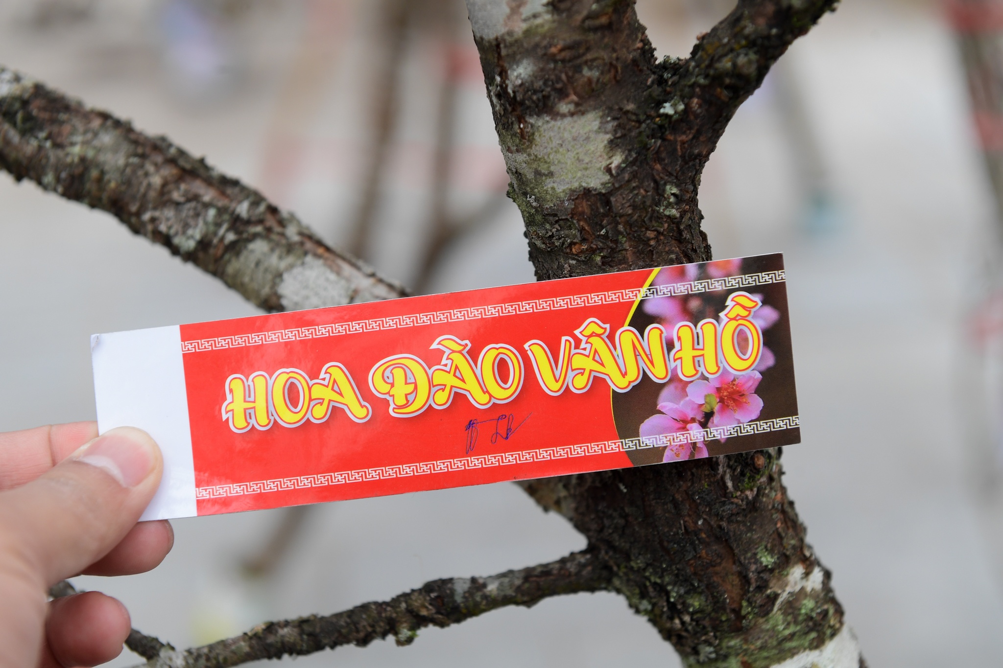 Dao Nhat Tan tang gia anh 6