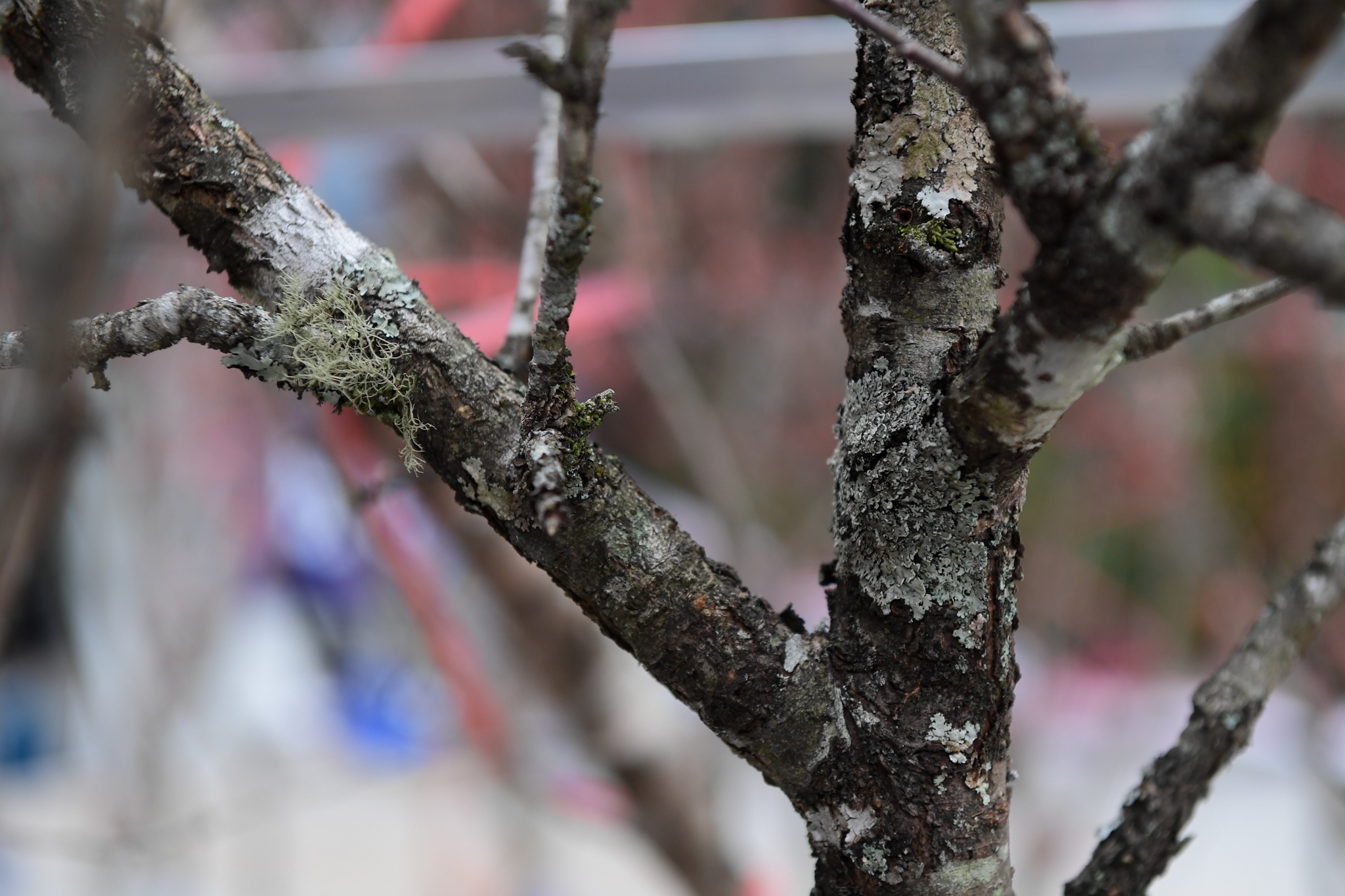 Dao Nhat Tan tang gia anh 7