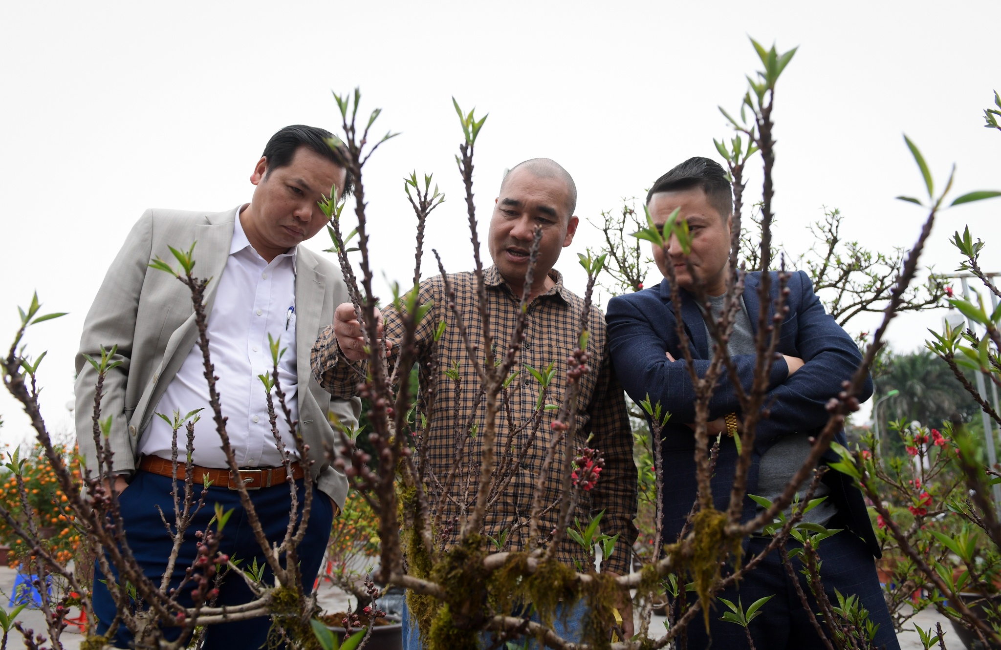 Dao Nhat Tan tang gia anh 8