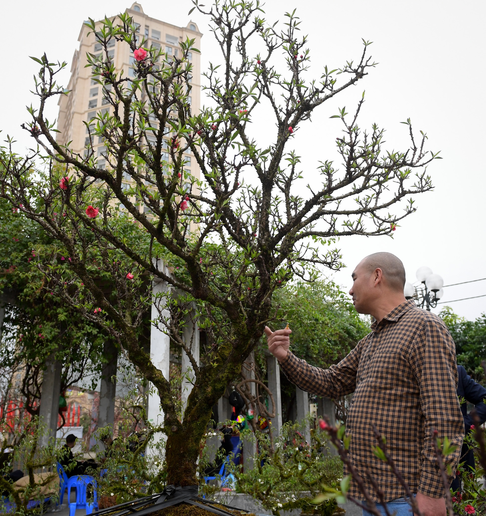 Dao Nhat Tan tang gia anh 9