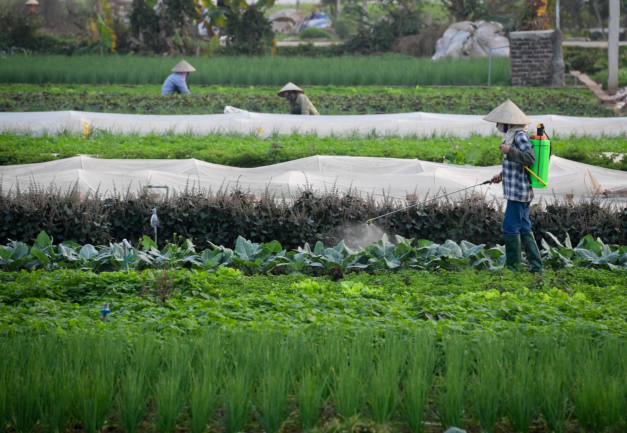 phong toa thon Bach Tru anh 9