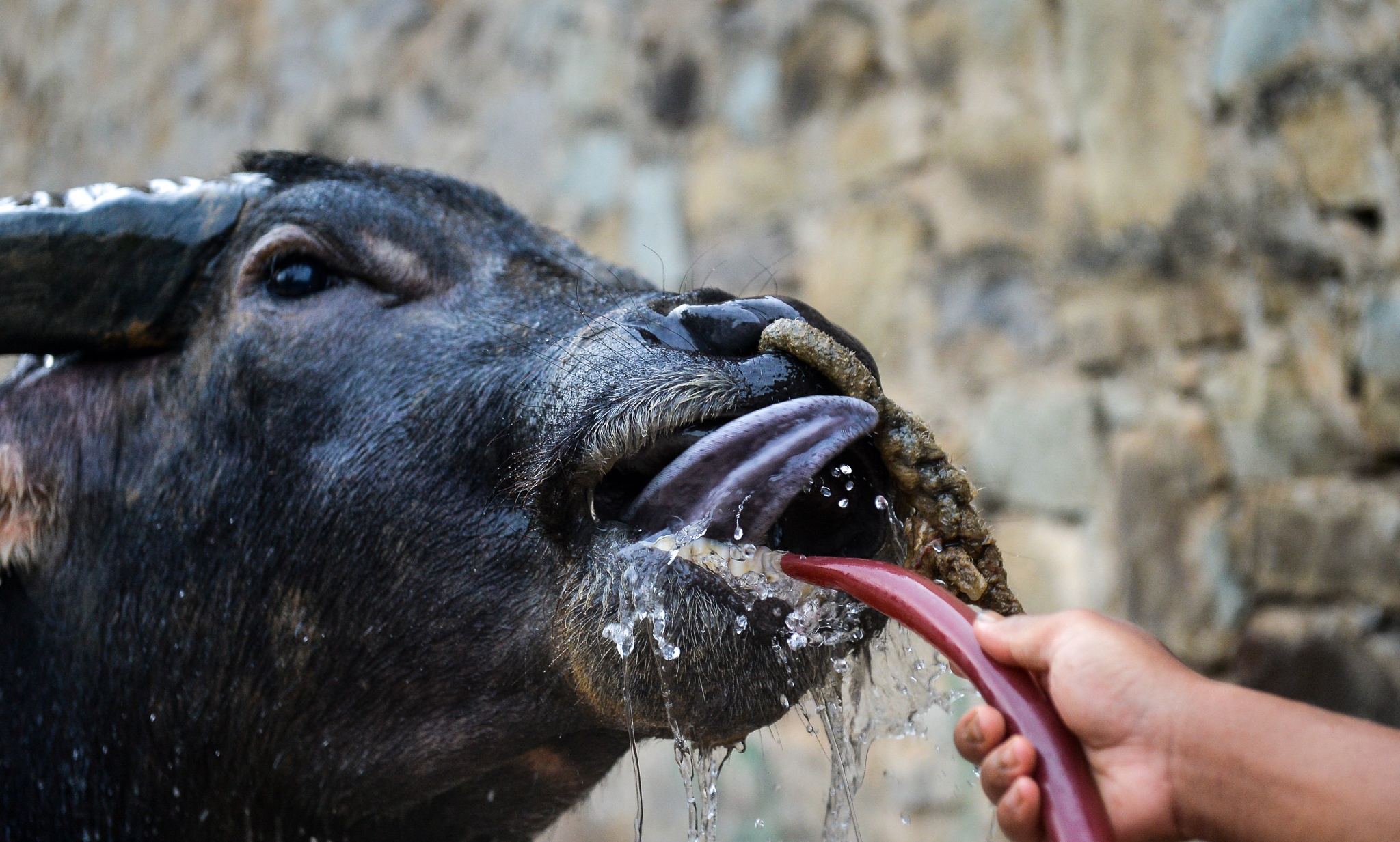 Chi hang tram trieu nuoi trau choi anh 11