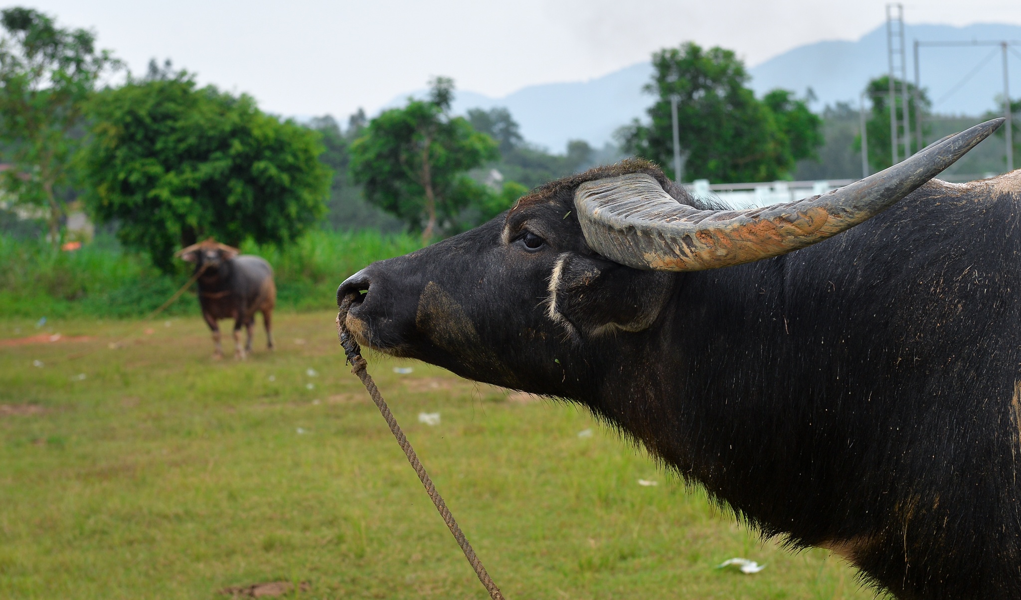 Chi hang tram trieu nuoi trau choi anh 2