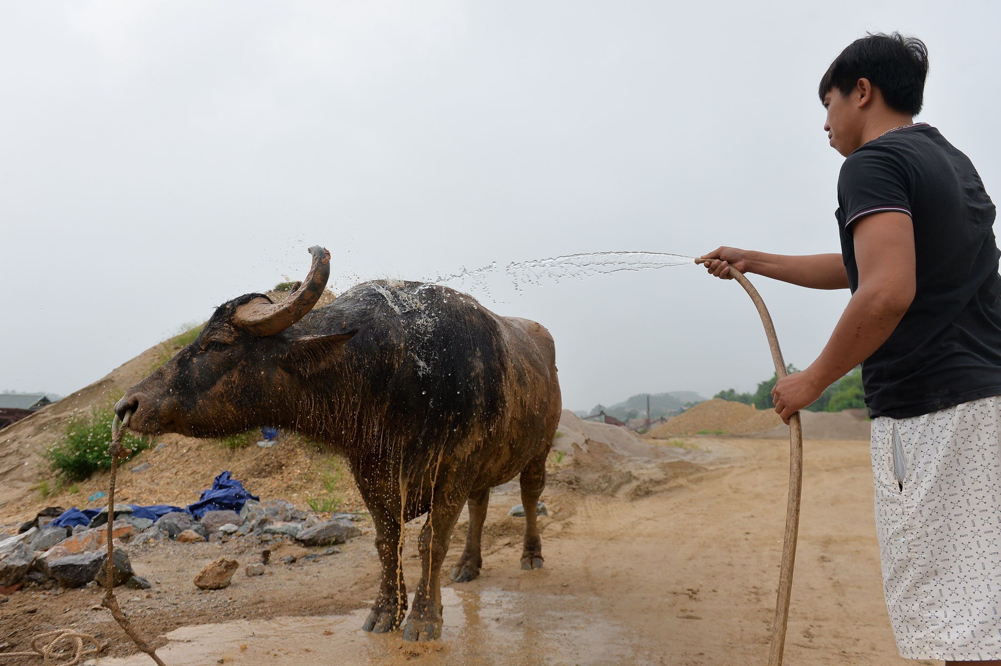 Chi hang tram trieu nuoi trau choi anh 3