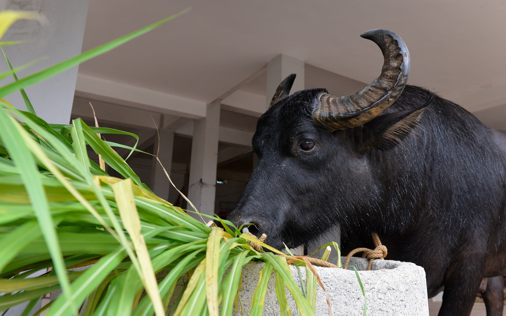 Chi hang tram trieu nuoi trau choi anh 4