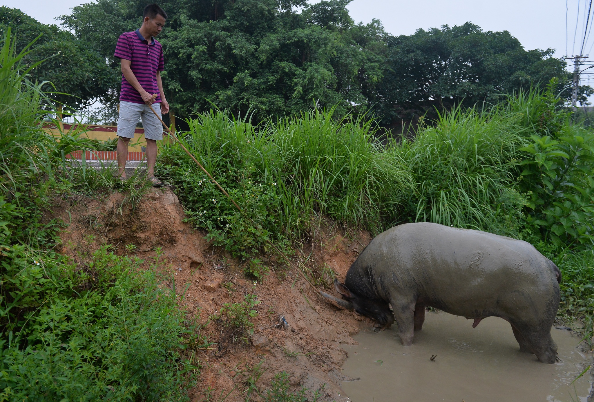 Chi hang tram trieu nuoi trau choi anh 6