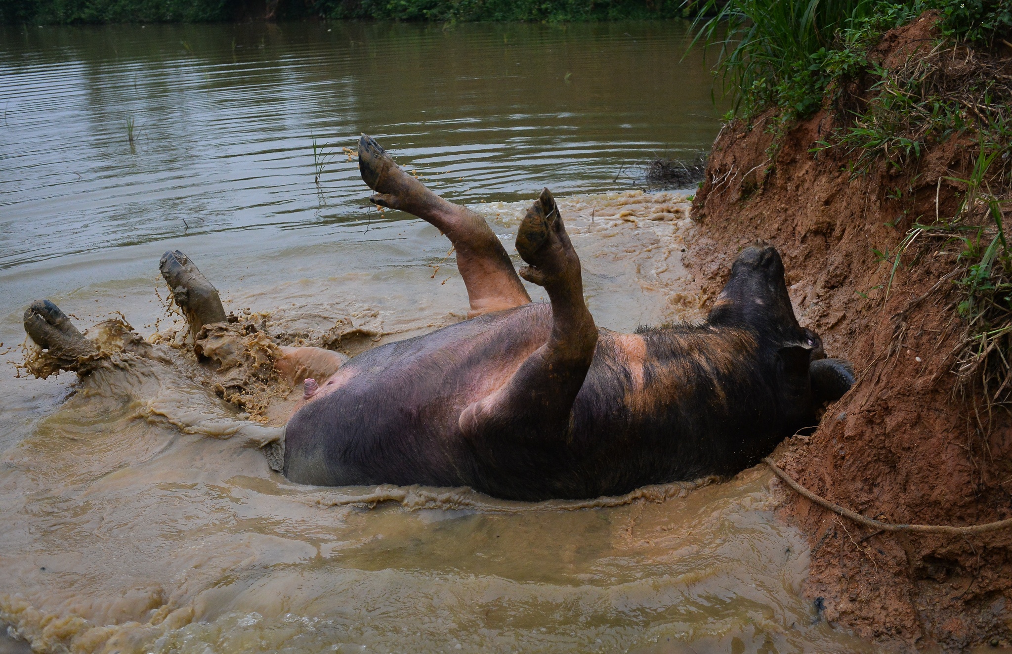 Chi hang tram trieu nuoi trau choi anh 10