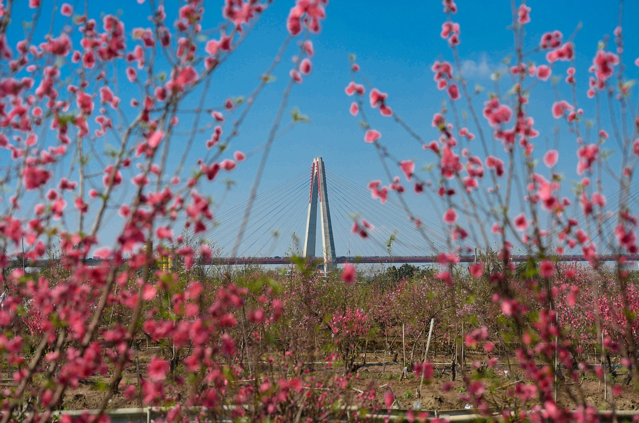 dao Nhat Tan e khach anh 1