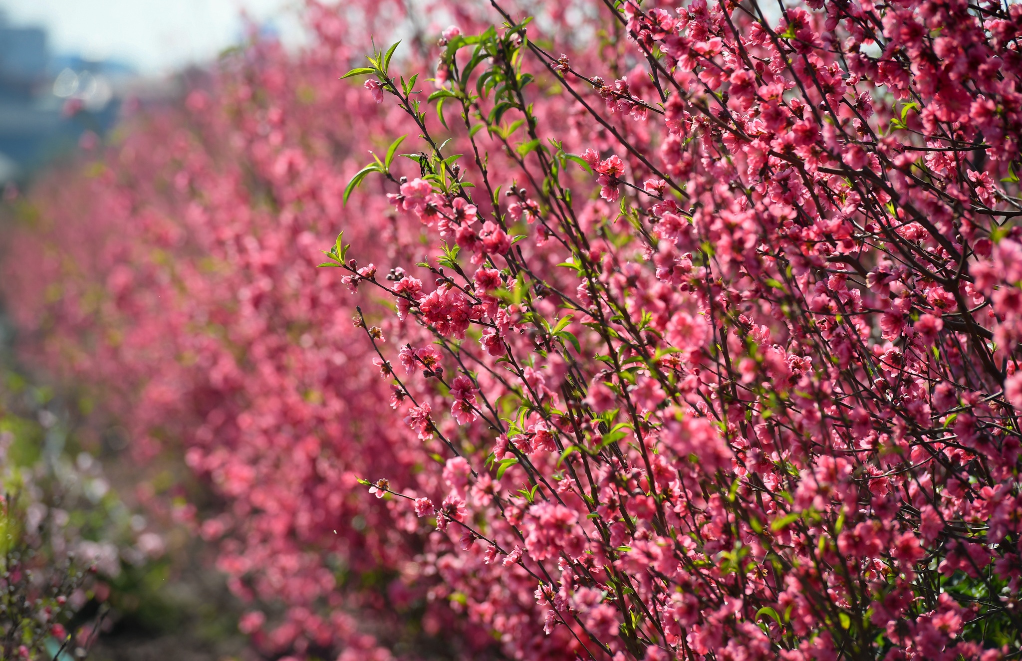 dao Nhat Tan e khach anh 2