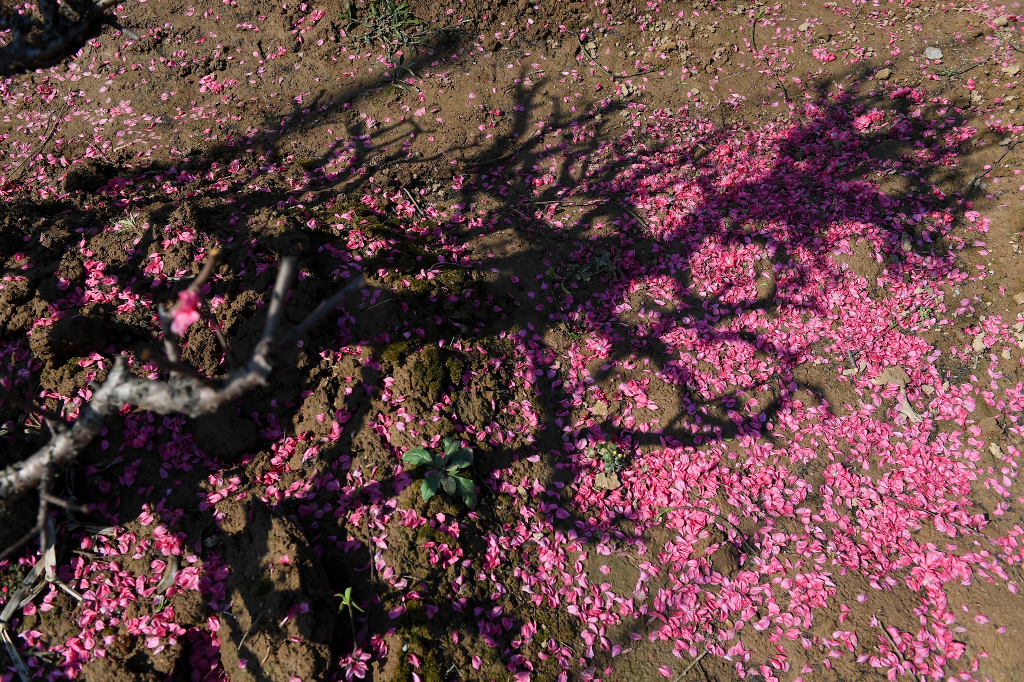 dao Nhat Tan e khach anh 5