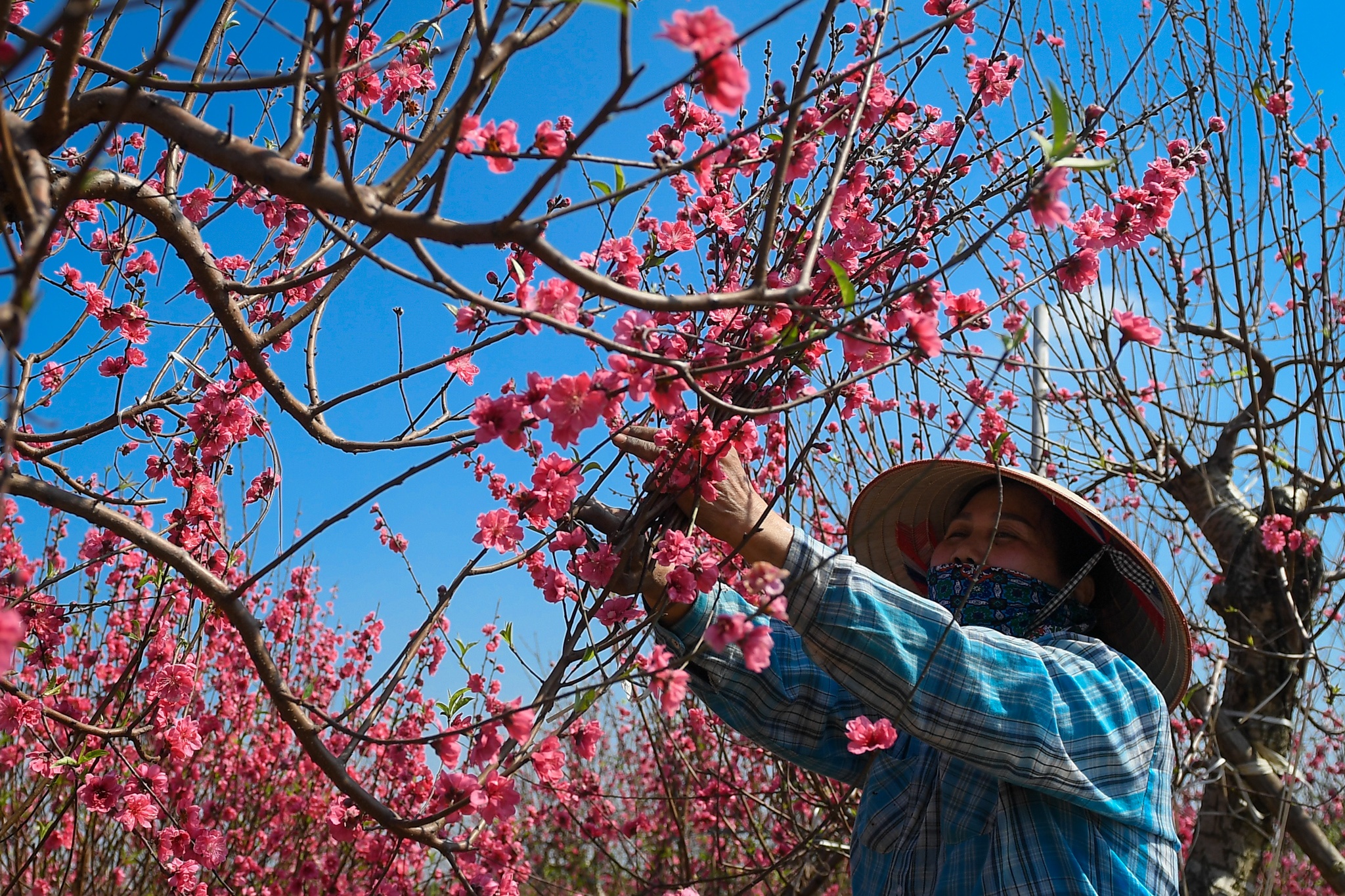 Cat canh dam cay dao 10 trieu de ban gia 50.000 dong vi e hinh anh