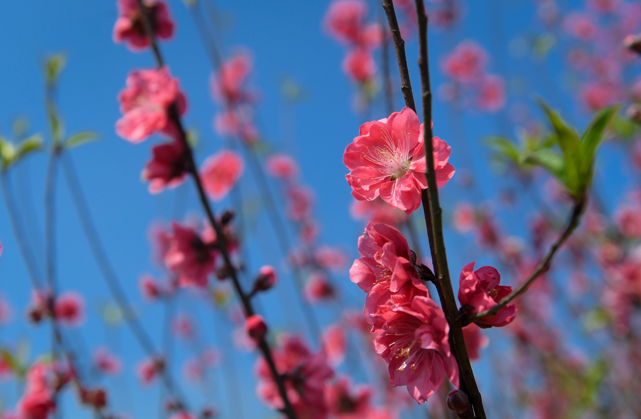 dao Nhat Tan e khach anh 6