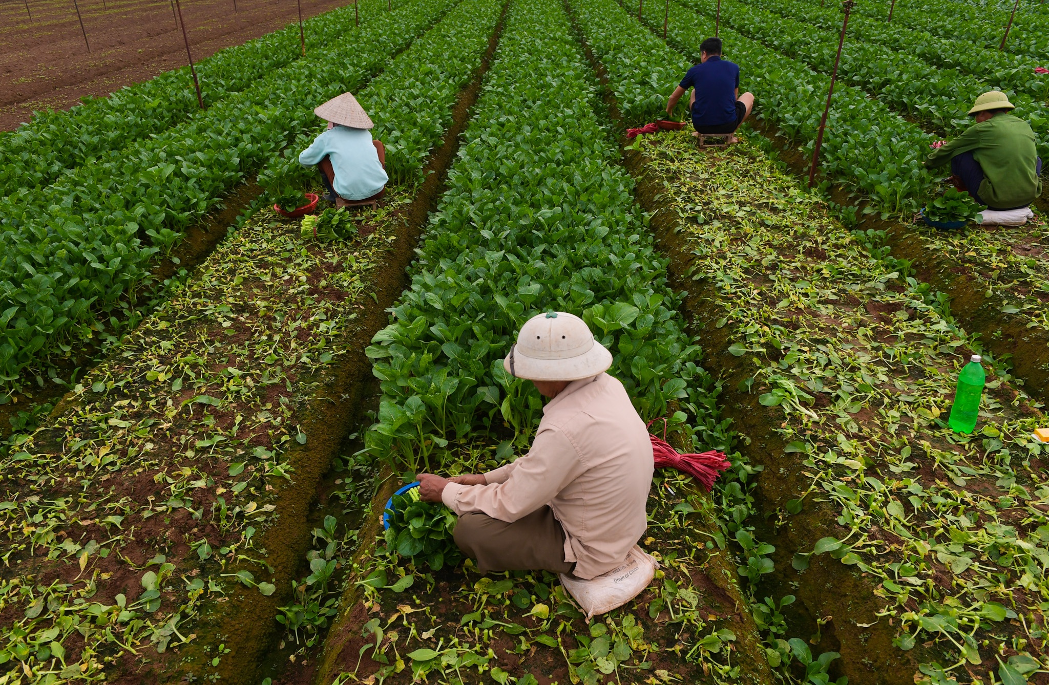 nong dan Ha Noi vut bo nong san anh 12
