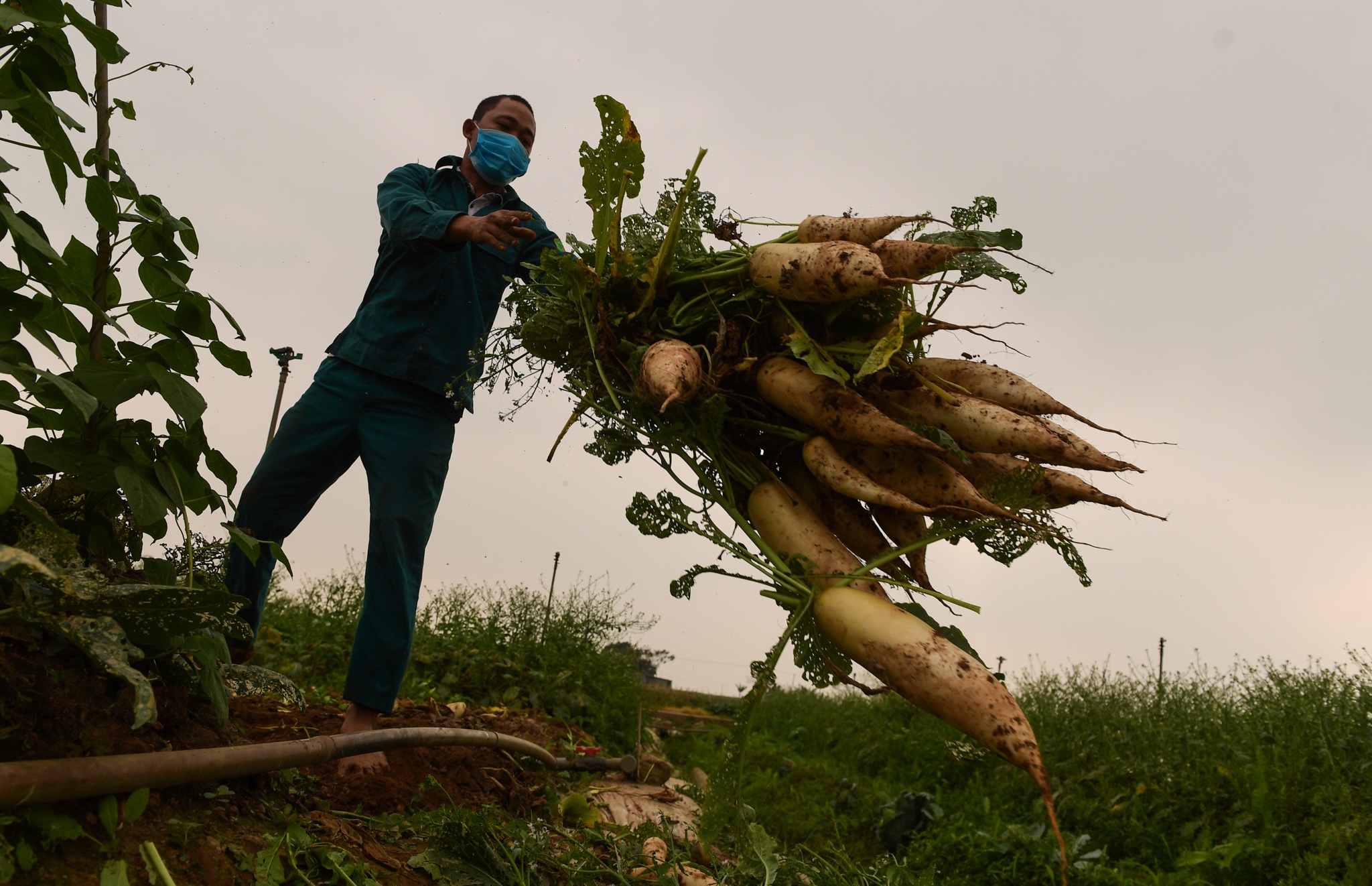 nong dan Ha Noi vut bo nong san anh 5