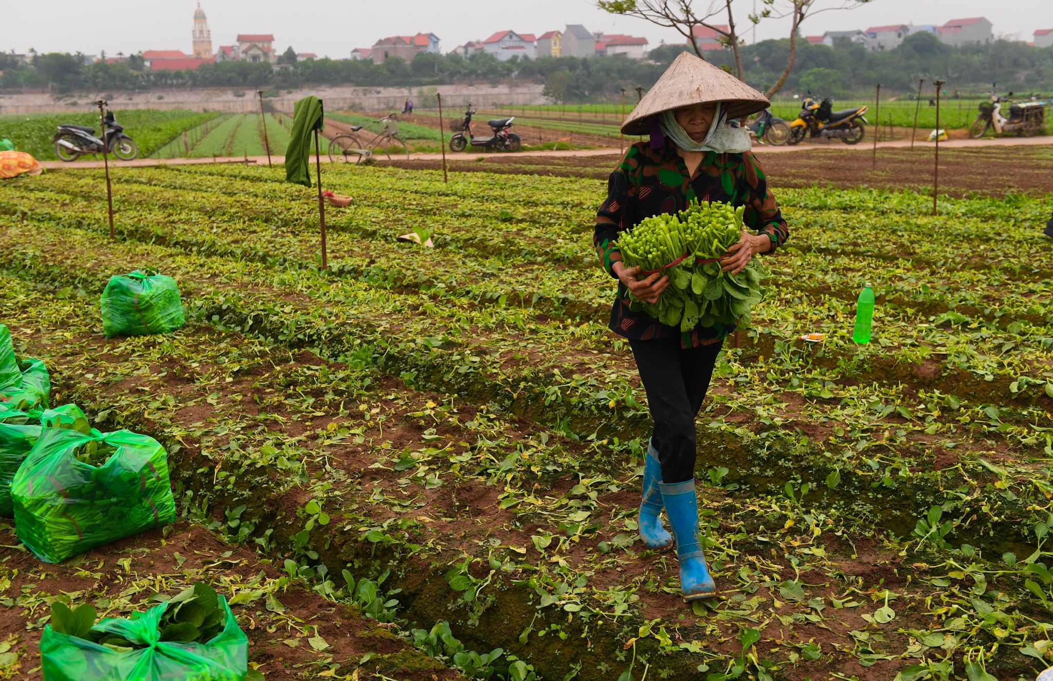 nong dan Ha Noi vut bo nong san anh 11