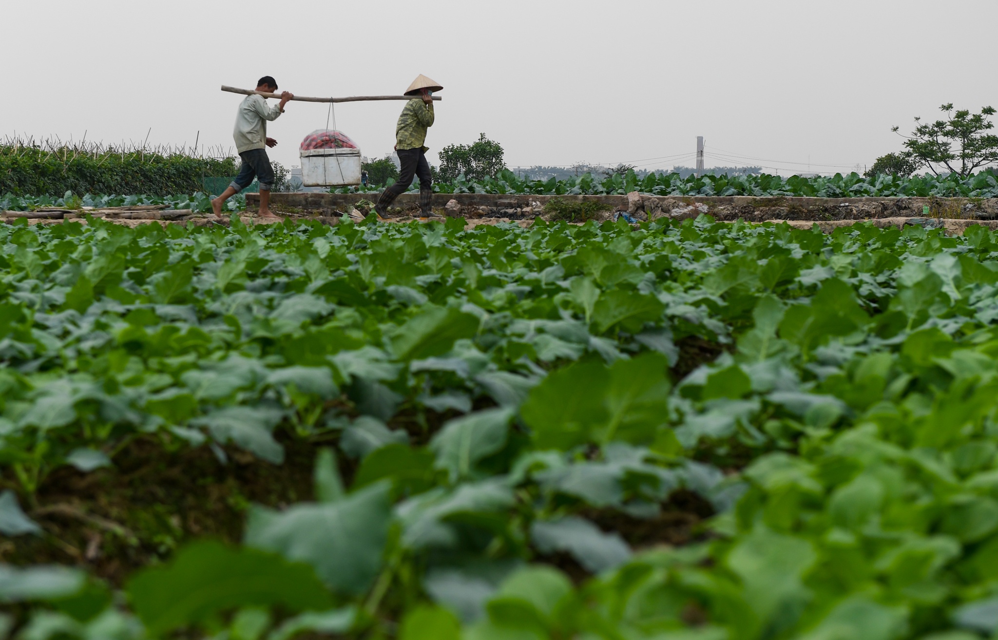 nong dan Ha Noi vut bo nong san anh 1