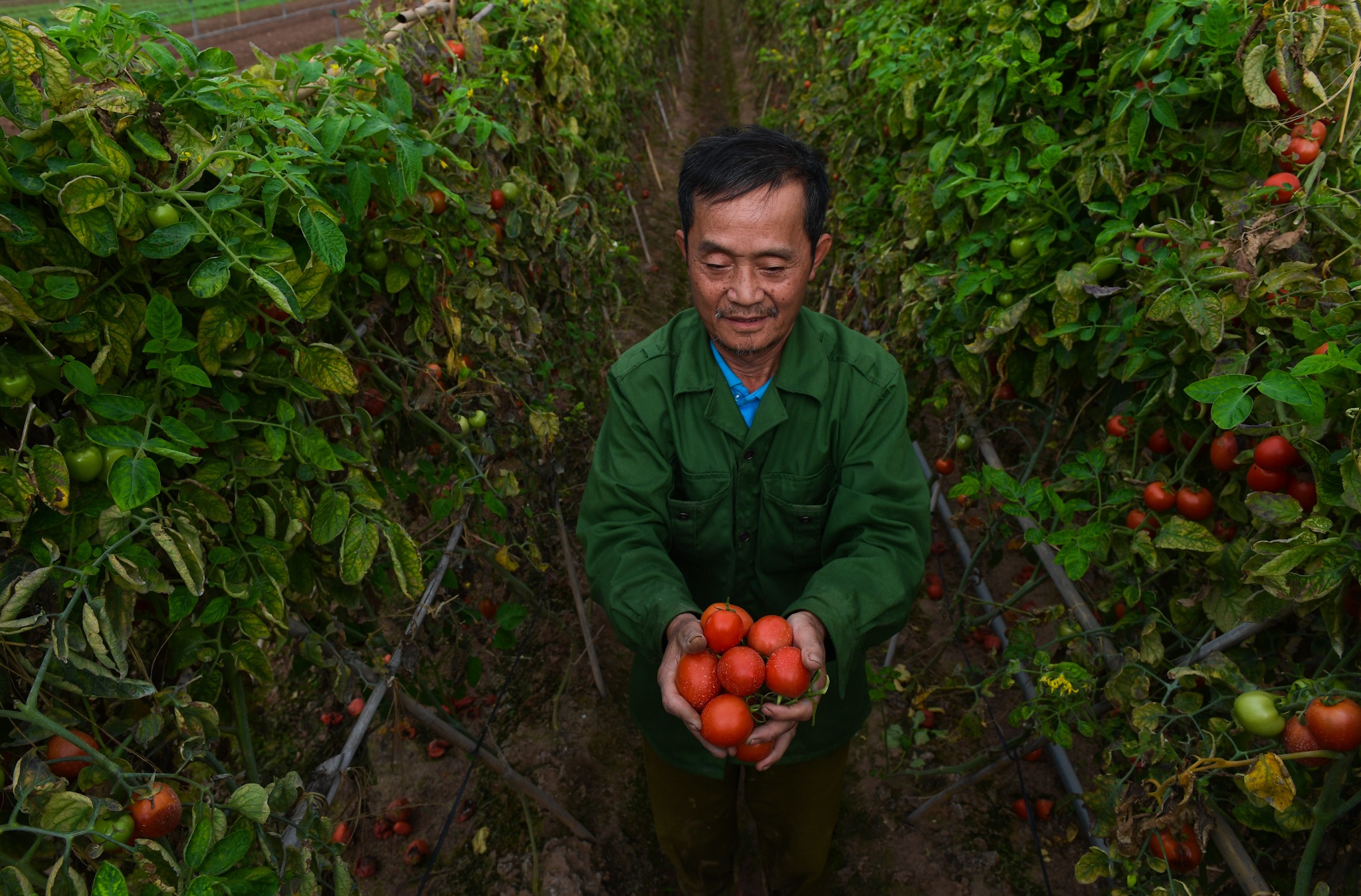 nong dan Ha Noi vut bo nong san anh 7