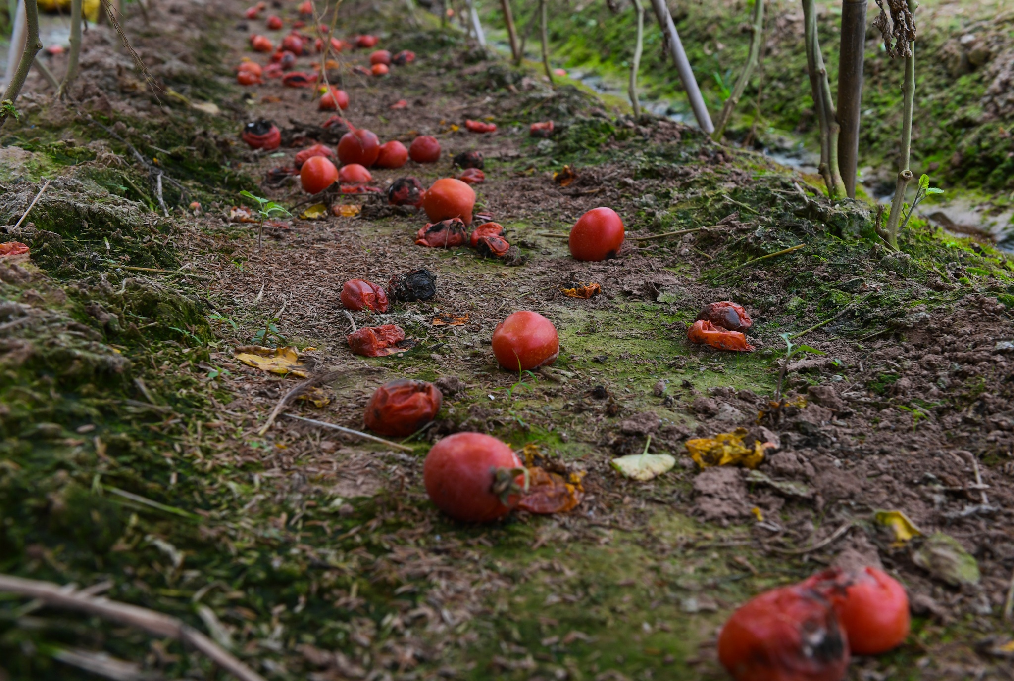 nong dan Ha Noi vut bo nong san anh 6