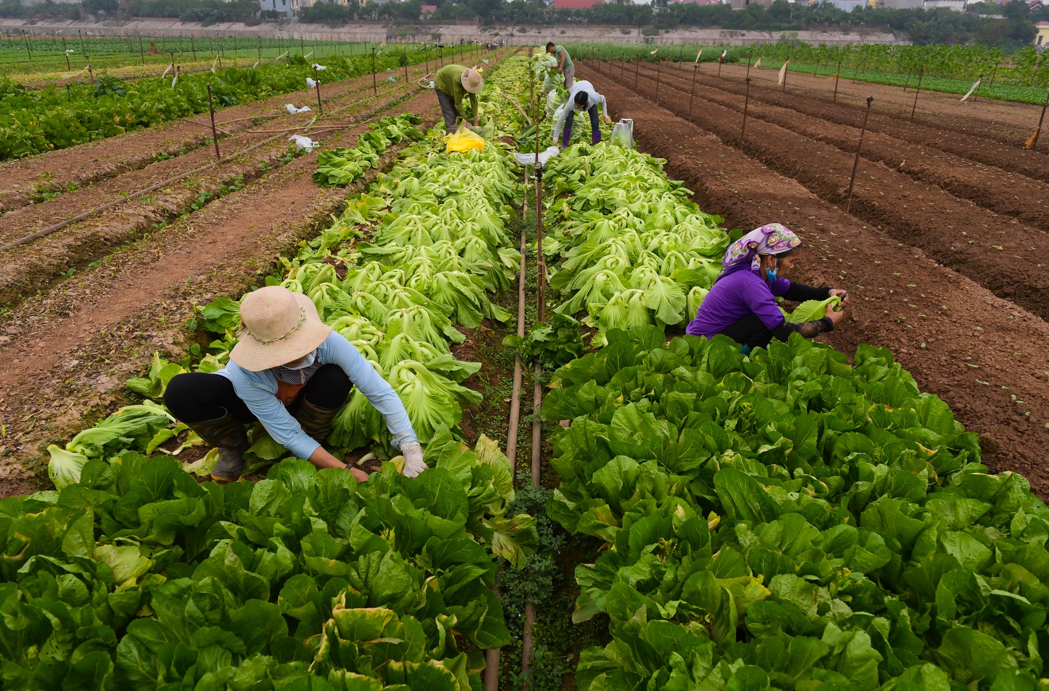 nong dan Ha Noi vut bo nong san anh 8
