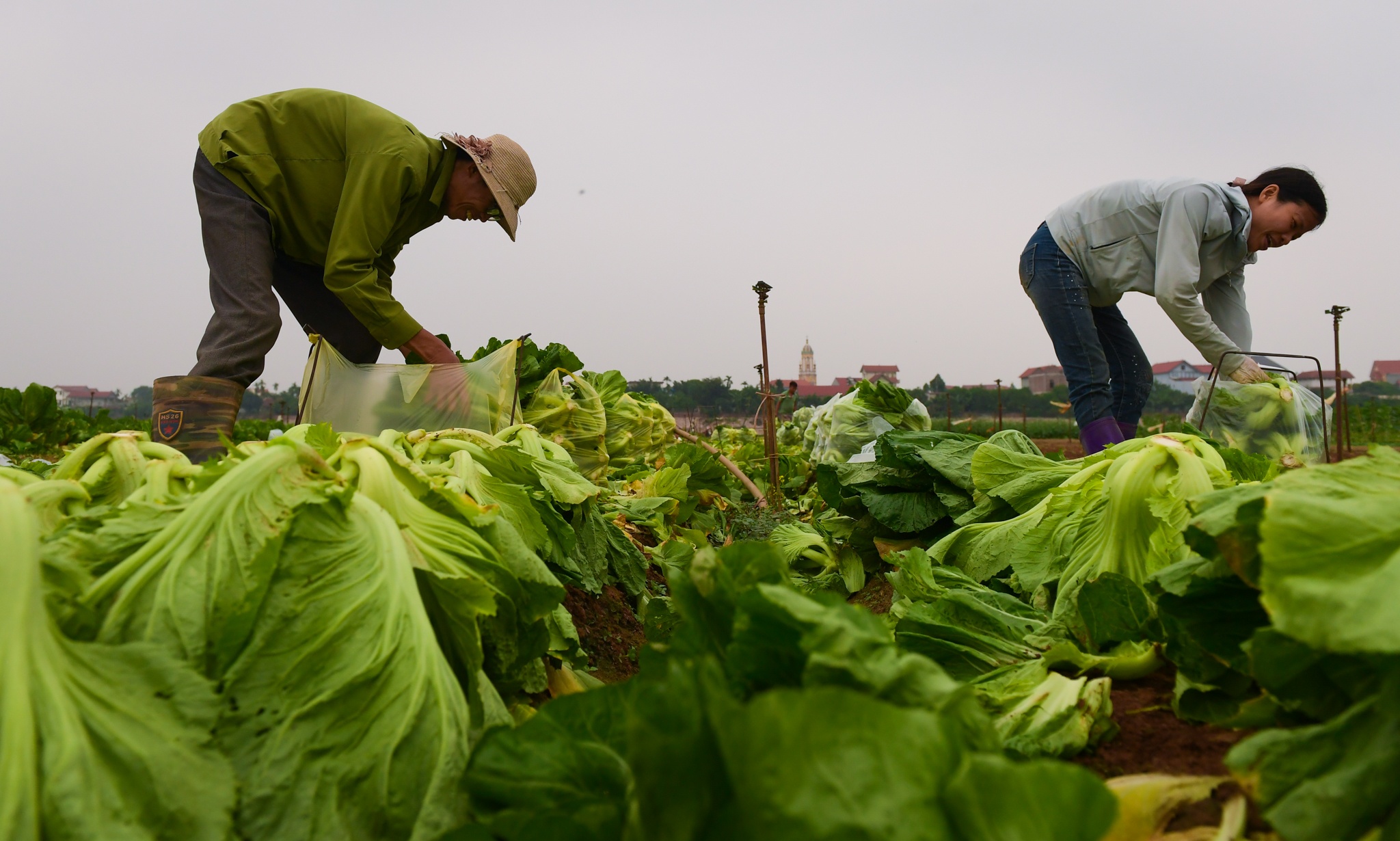 nong dan Ha Noi vut bo nong san anh 9