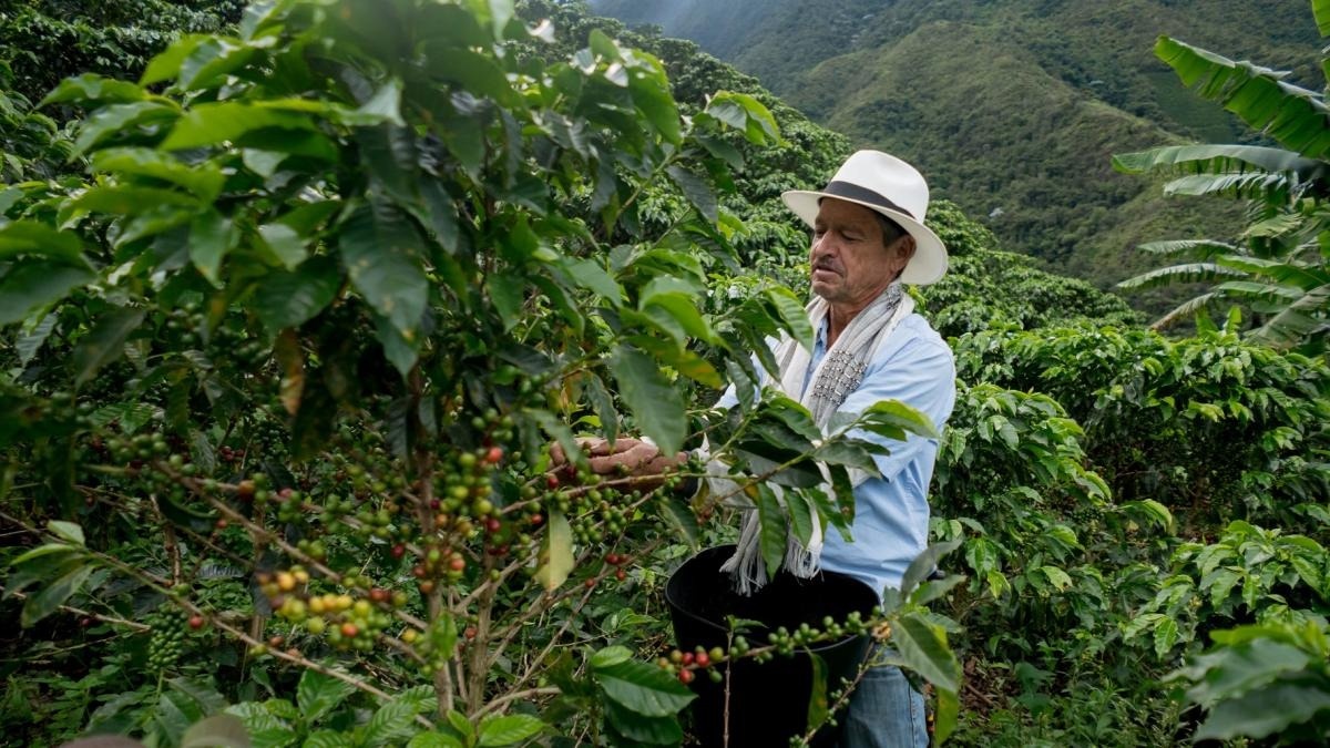 Lao dong cuong buc, ca phe nhuom mau hinh anh