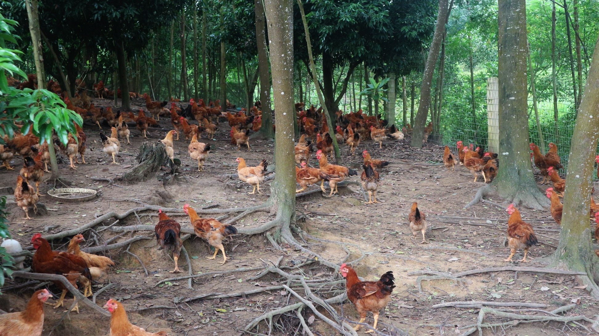 Giai Sach quoc gia anh 1