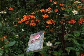 Thuong nho Dong Van hinh anh