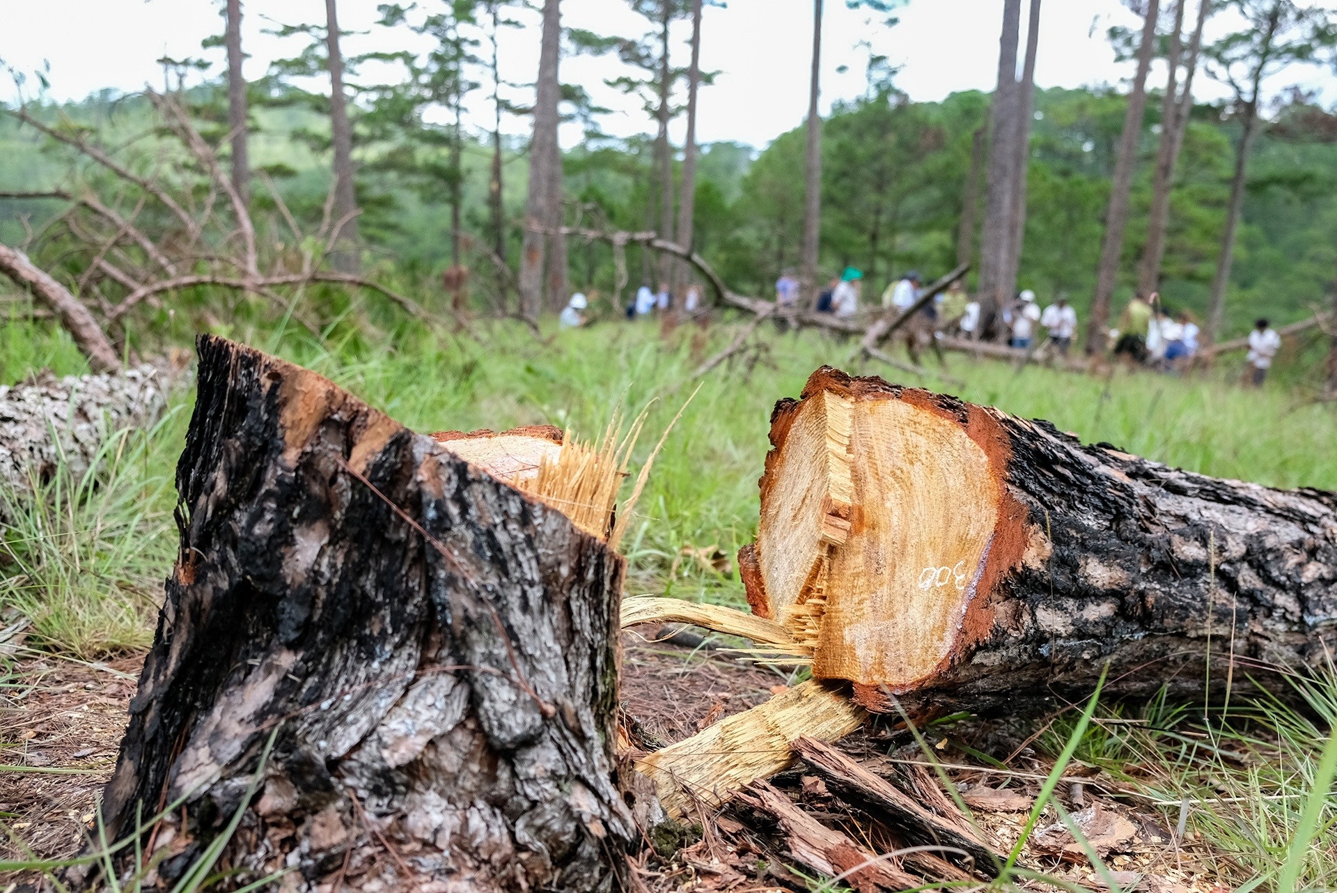 Giam suy thoai tai nguyen rung hinh anh