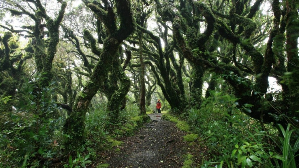 Do phuc tap phi thuong cua he sinh thai rung hinh anh