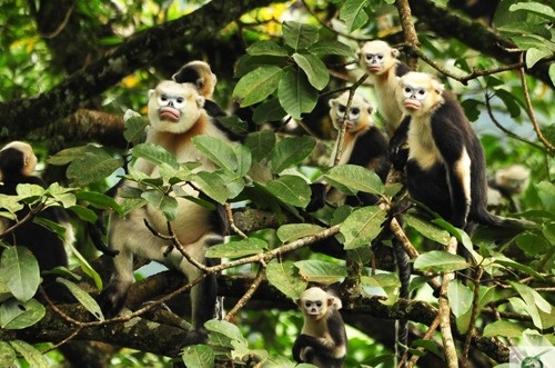 Nhung cach don gian de bao ve rung hinh anh