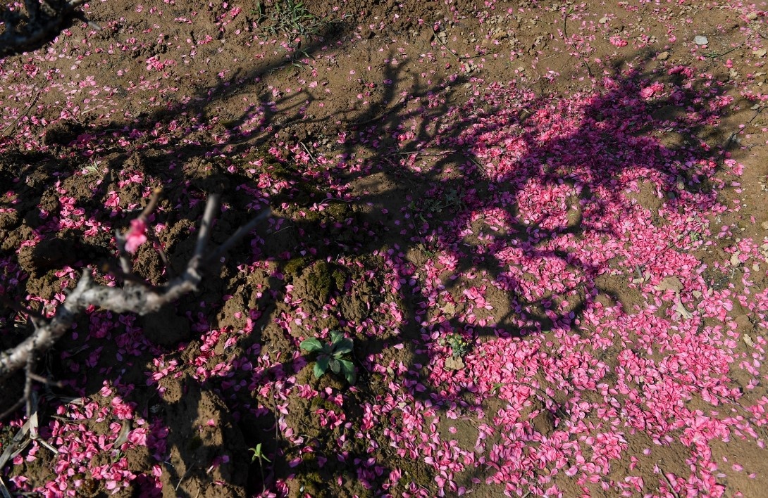 Nguoi xa xu hoai nho Tet Viet hinh anh