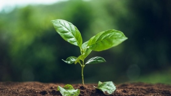 Chua lanh nhung ton thuong nhu trong nhung bong hoa hinh anh